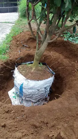 tukang taman,tukang rumput