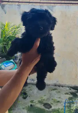 Black poodle Jantan Puppy