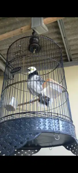 Jalak hongkong gacor berisik