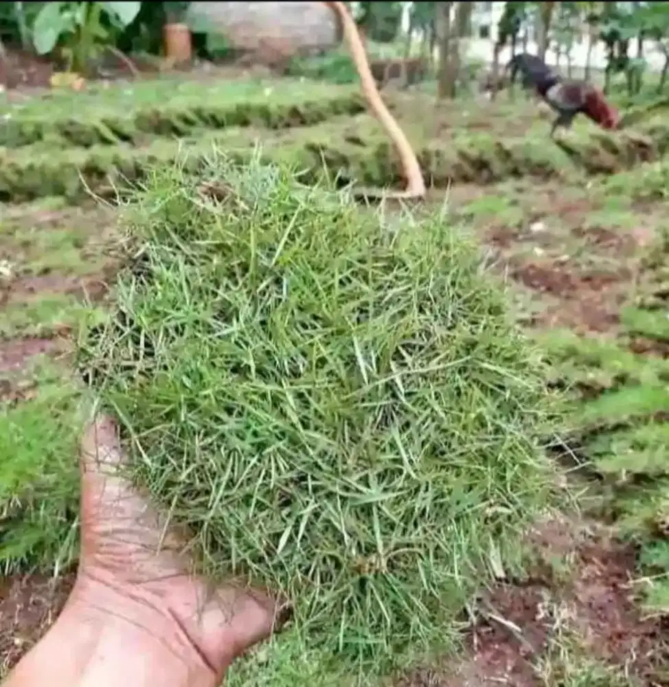 Rumput& bermacam jenis taman