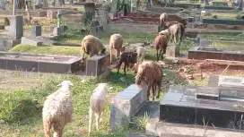 KAMBING DOMBA CAMPUR 16 EKOR