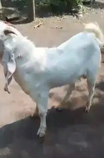 paket ternak 4 ekor kambing etawa senduro siap kawin 1 jantan 3 betina