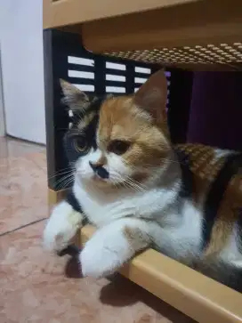 KUCING BSH BETINA WARNA CALICO