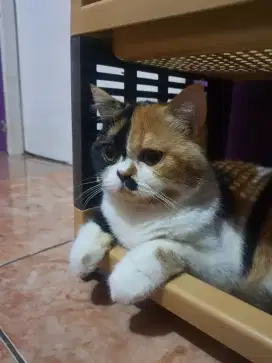 KUCING BSH WARNA CALICO