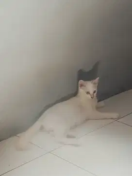 Kucing Jantan Putih lucu usia 5bulan