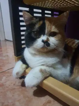 BRITISH SHORTHAIR BETINA