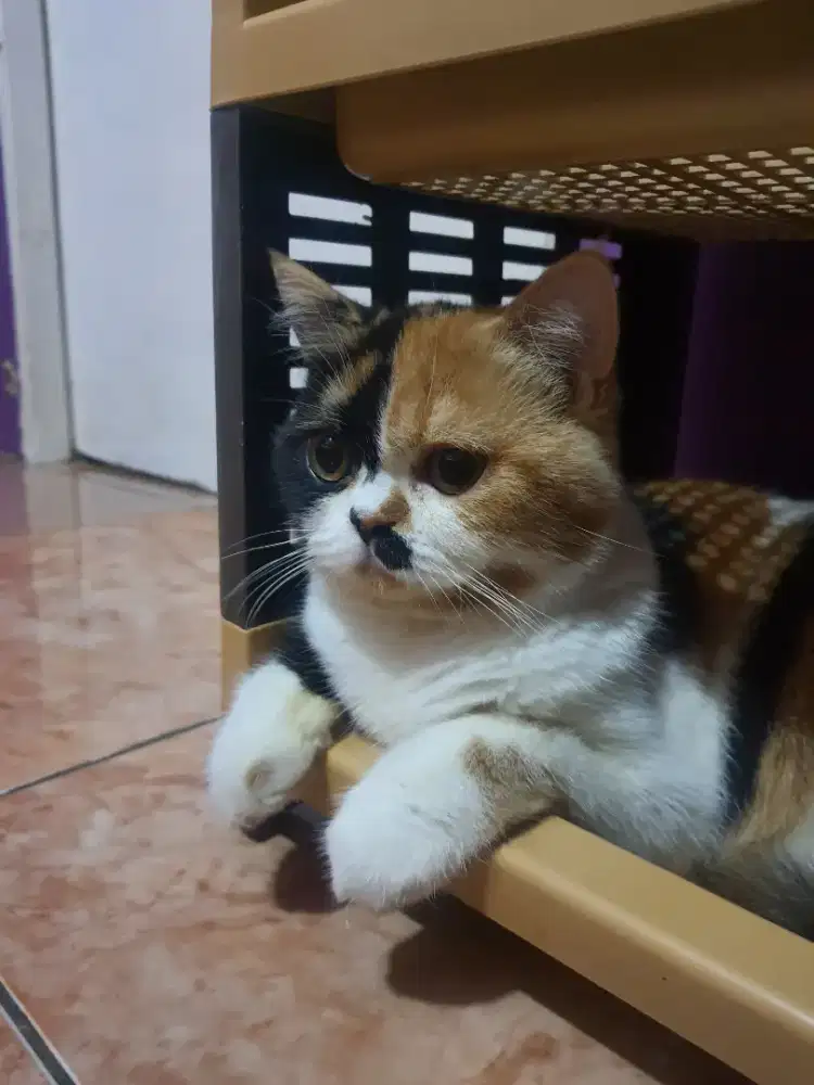 BRITISH SHORTHAIR NON PED BETINA 8 BULAN