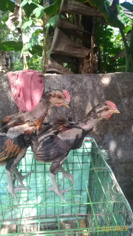 Anakan pelung jantan