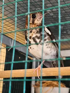 Anis kembang dokor jantan