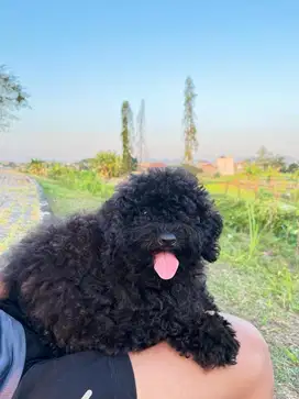 Poodle Betina Pure
