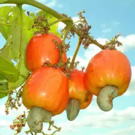 Jual jambu mete jambu monyet
