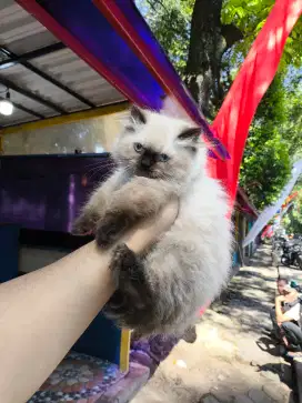 Kucing himalaya sralpoint