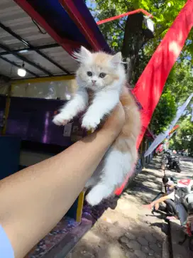 Kucing persia ada 3 ekor