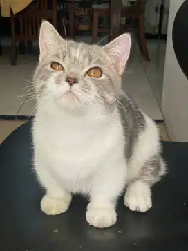 munchkin top standart jantan