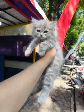 Kucing persia lucu