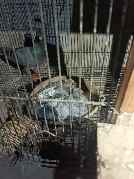 Anakan merpati pos sepasang