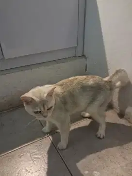 Bsh/ scotis betina