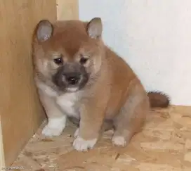 DIJUAL ANAK ANJING SIBA INU