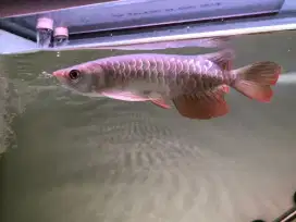 Arowana Golden Red Highback