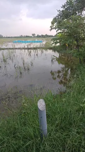 Dijual tanah /sawah area Indramayu Ja-Bar,luas 3199m ,harga 250rb/m