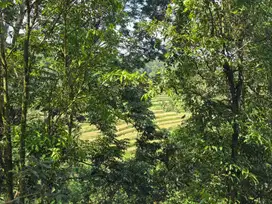 Dijual tanah kebun kopi view sawah dan lembah di tabanan bali