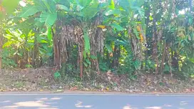 Jual tanah kebon Gerbo purwodadi