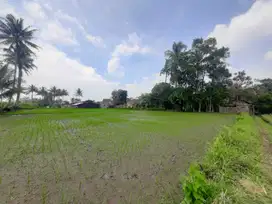 Tanah Sawah SHM Malang di Sidorejo Jabung Dijual cepat B.U Poll