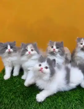Kucing anak kucing kitten persia jantan betina