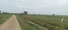Tanah Untuk Peternakan Sapi Dan Perkebunan Gembong Kab Bekasi
