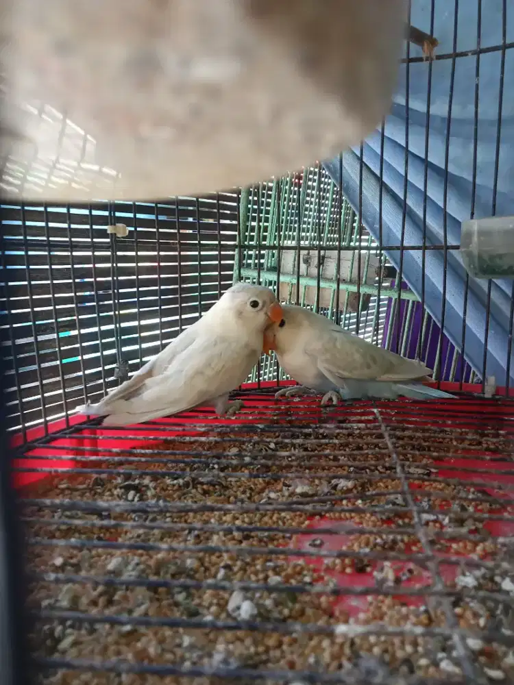 Jual burung lovebird baby