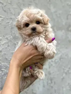 DIJUAL ANAK ANJING MALTESE MIX POODLE