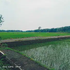 dijual sawah produktif di bantul trimurti srandakan bantul