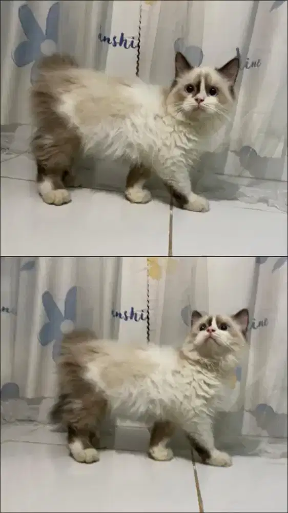 Lepas adopt ragdoll (indukan + kitten) dan Persia