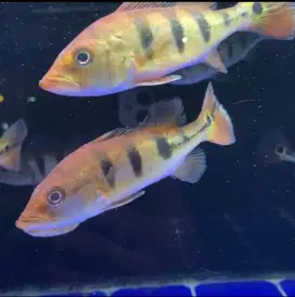 IKAN PREDATOR Lumayan Besar