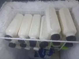 Susu kambing etawa murni
