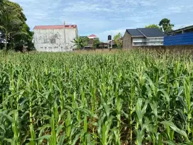 Dijual Tanah Murah di Daerah Johor