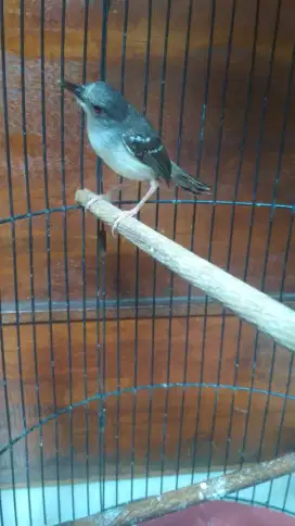 Burung citblek kapas bersih lokal