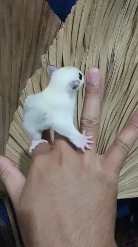 Sugarglider whitemoza betina 1,5 bulan