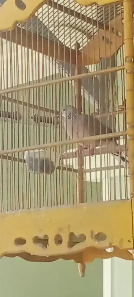 Burung perkutut lokal sepasang