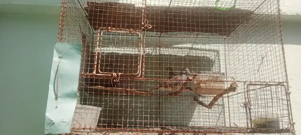 Burung perkutut lokal sepasang