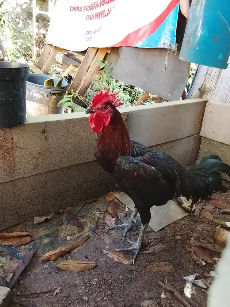 Pelung muda hitam