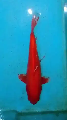 Koi Benigoi Strong 30cm