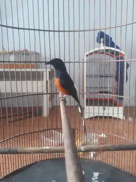 Burung muray pastol