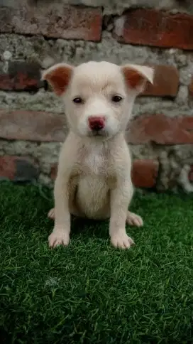 Anakan anjing lucu