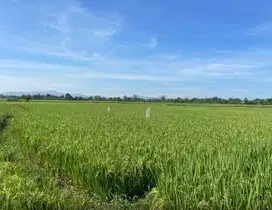 Dijual Tanah sekitar Jalan Poros Pallangga, Gowa