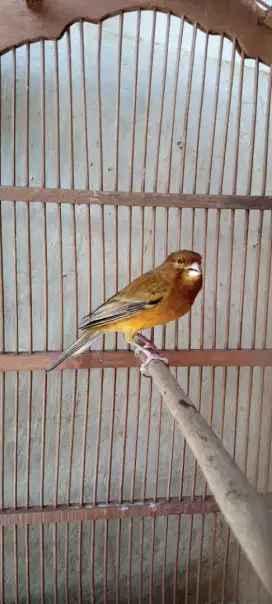 Kenari Gacor !!