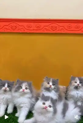 Kucing kitten persia