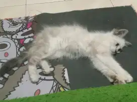 Kucing Himalaya jantan