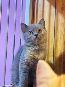 Kucing kitten bsh mixbreed (non pure)