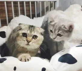 LA kitten BSH SF